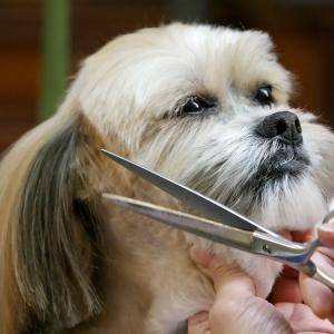 Banho e Tosa para Lhasa Apso - Cuidados Especiais para Seu Companheiro 🐾✨
